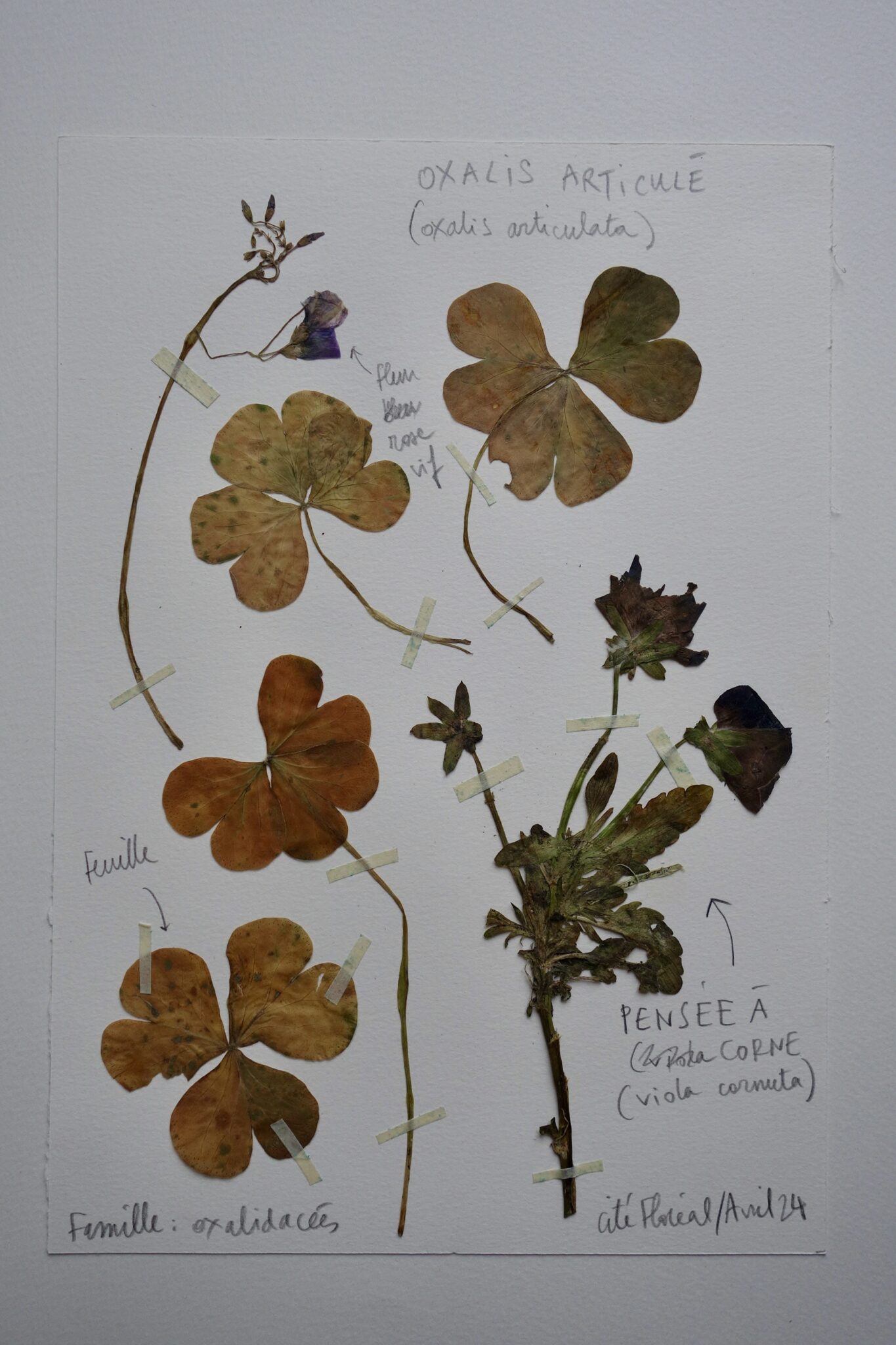 oxalis articule