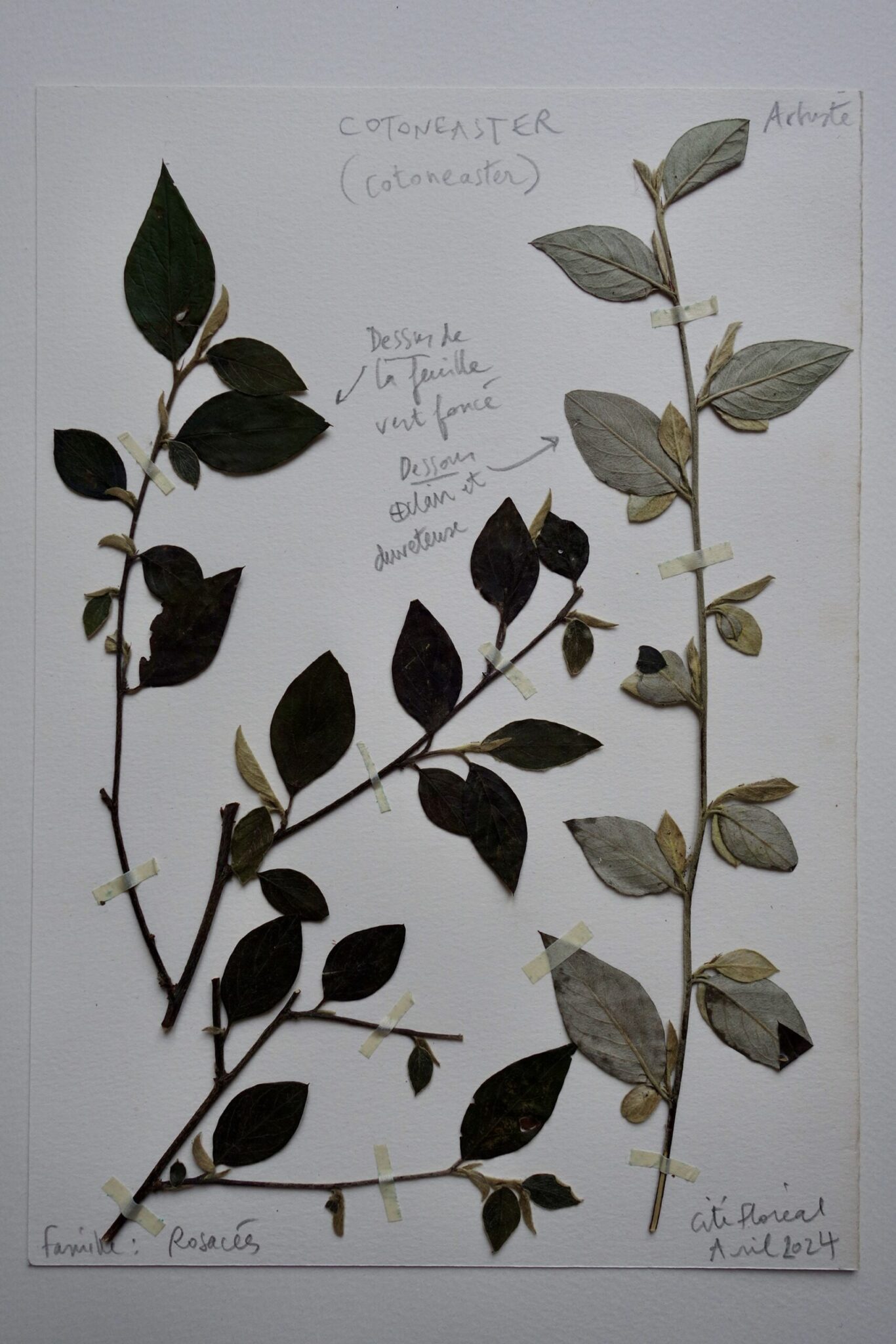 cotoneaster-scaled.jpg