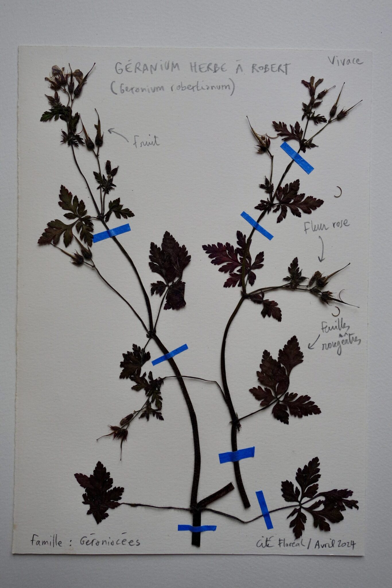 geranium-herbe-a-robert-scaled.jpg
