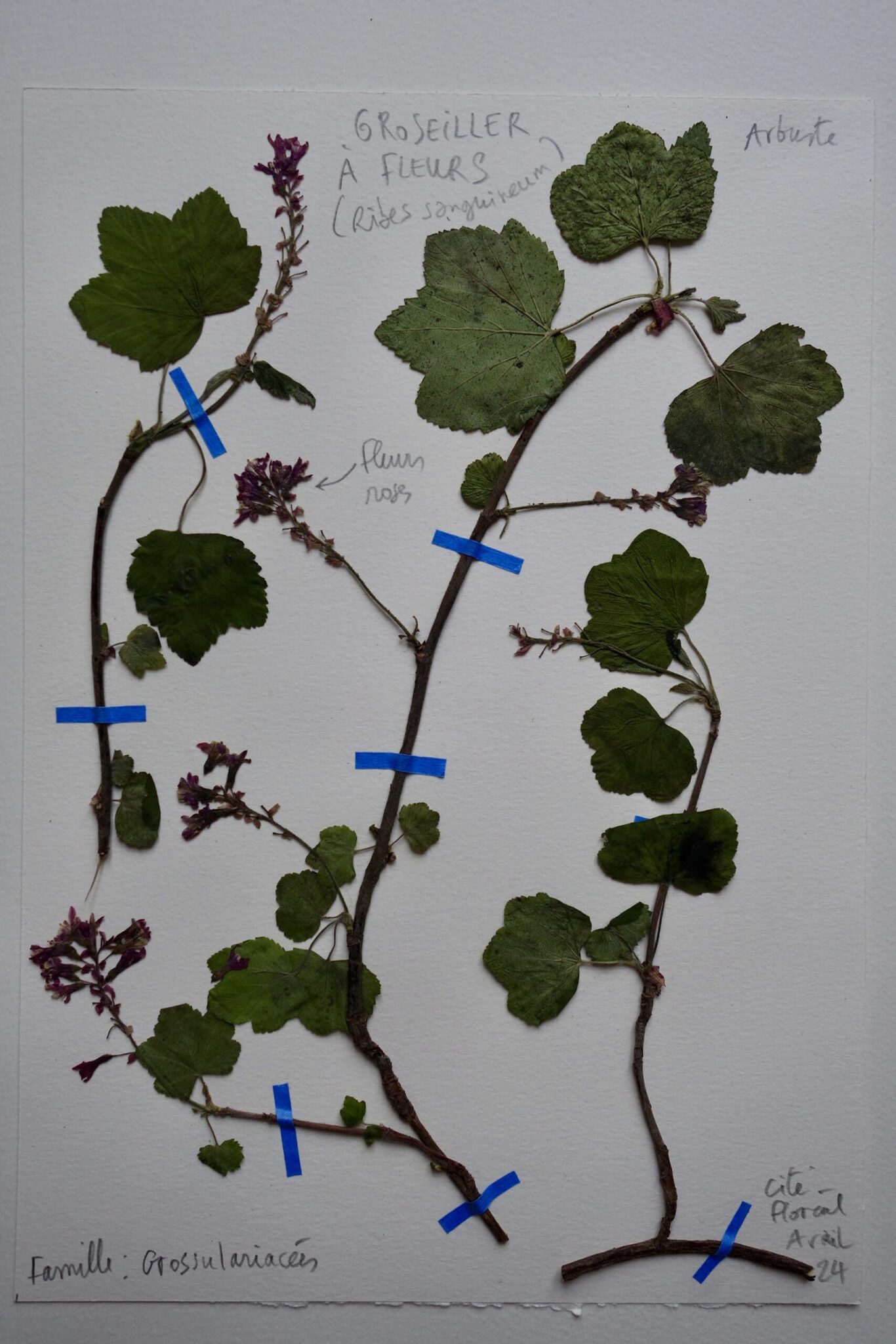 groseiller-a-fleurs-scaled.jpg