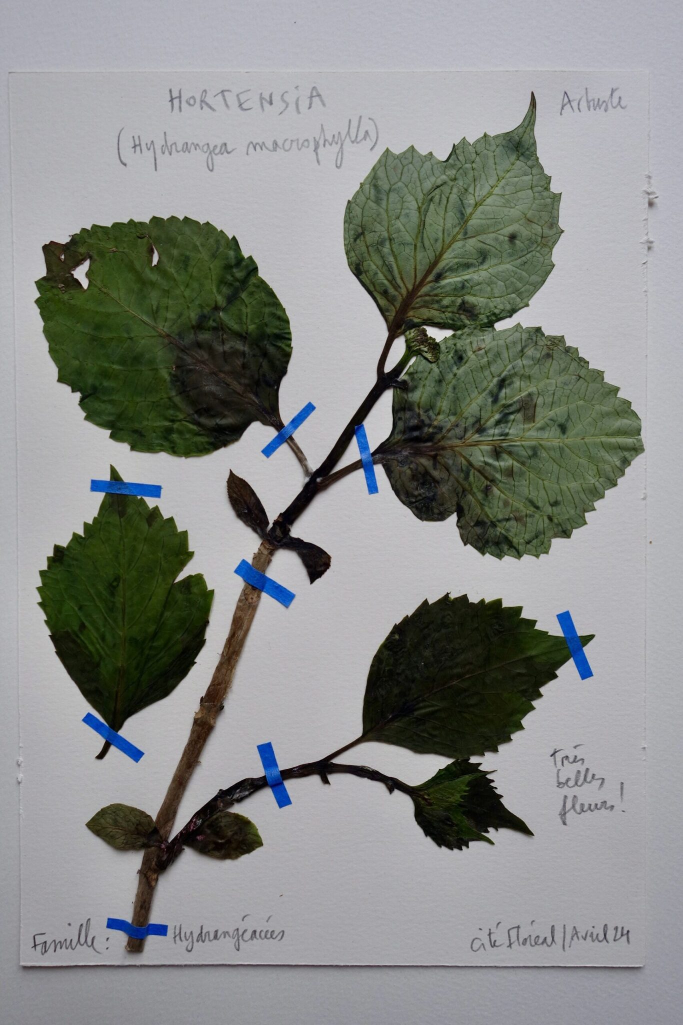 hortensia-scaled.jpg