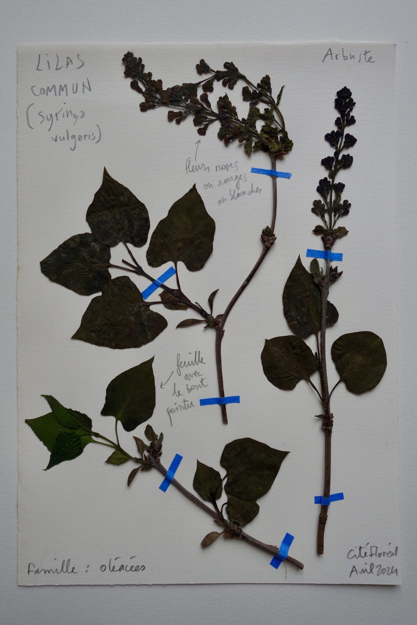 lilas-scaled.jpg