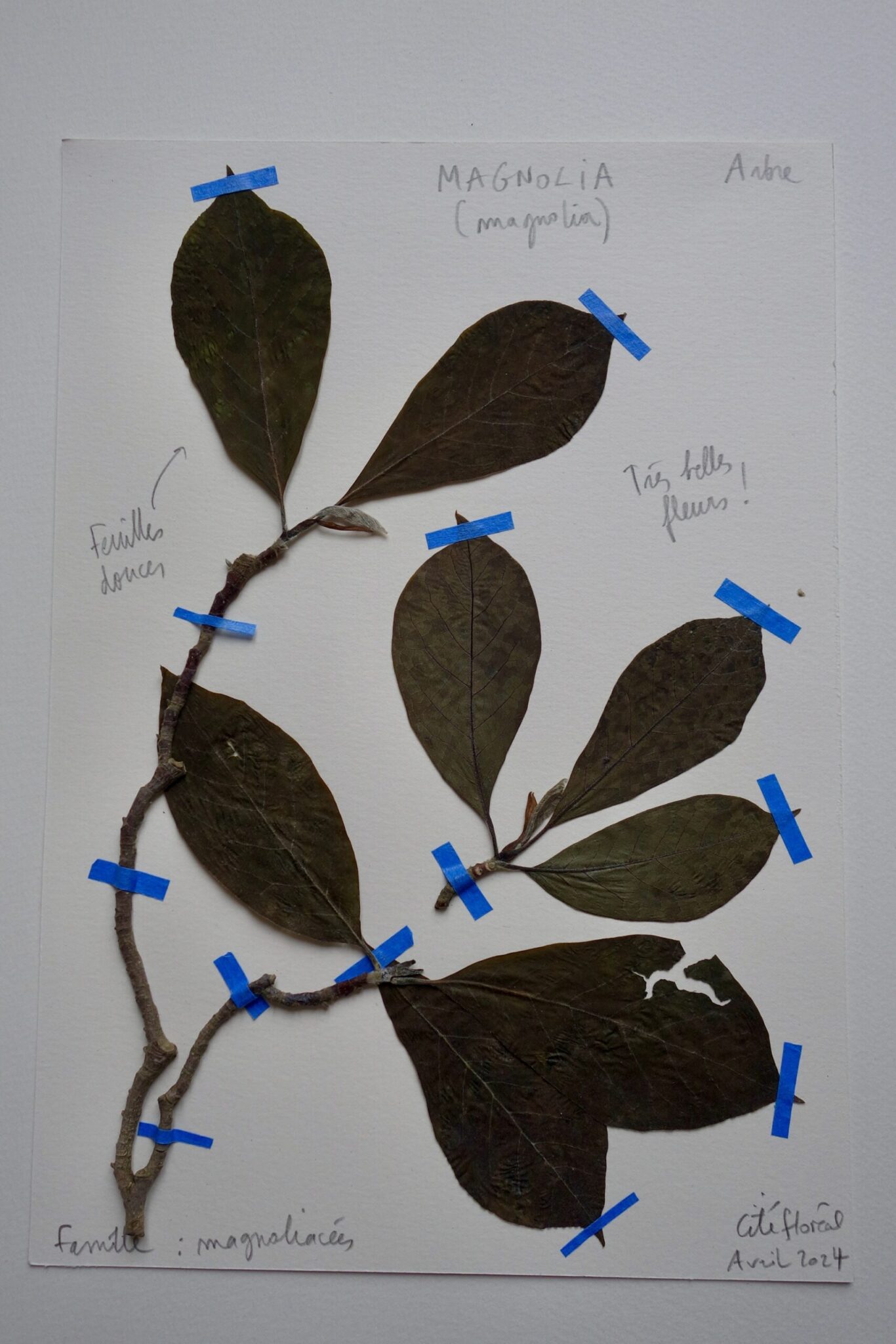 magnolia-scaled.jpg