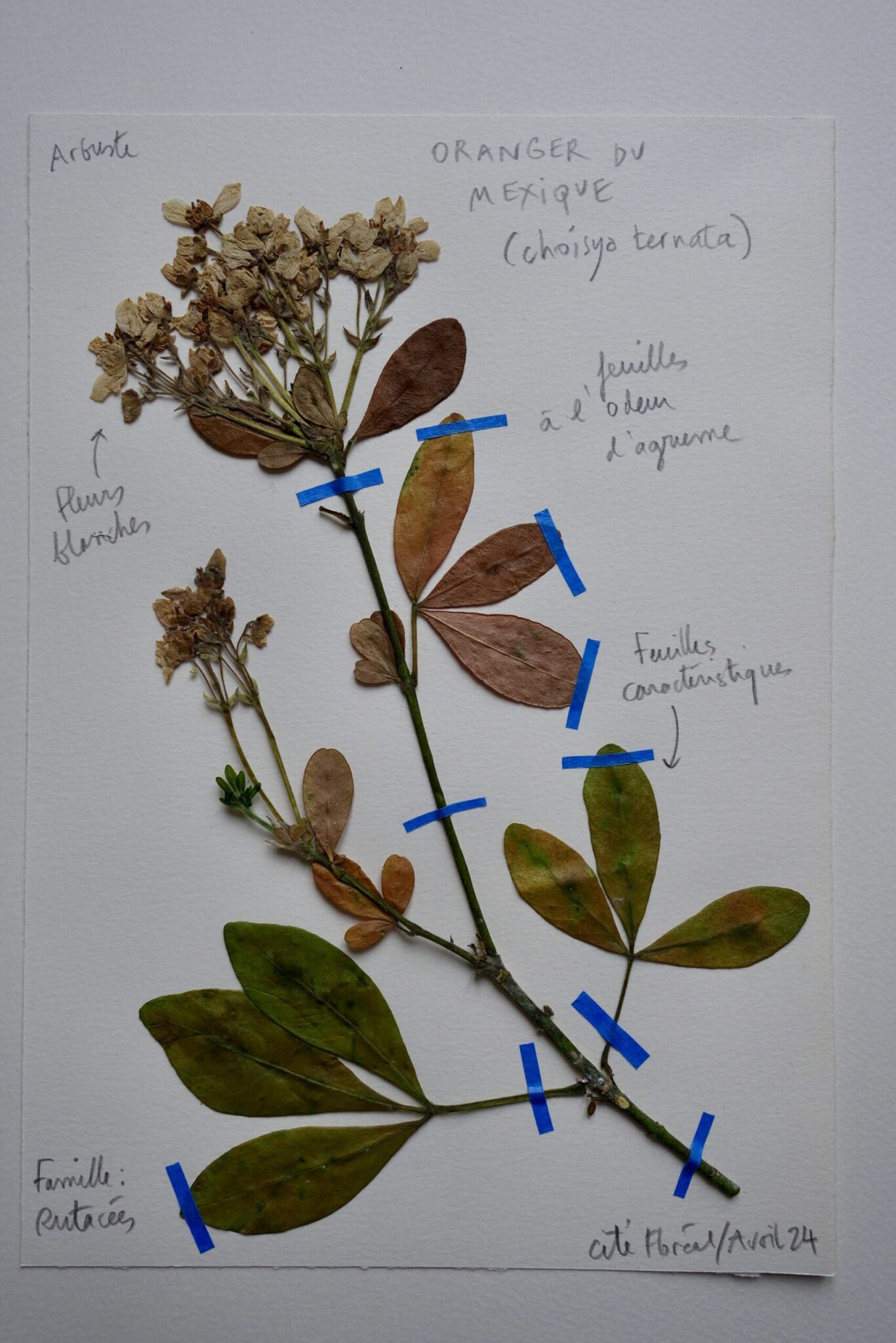 oranger-du-mexique-scaled.jpg
