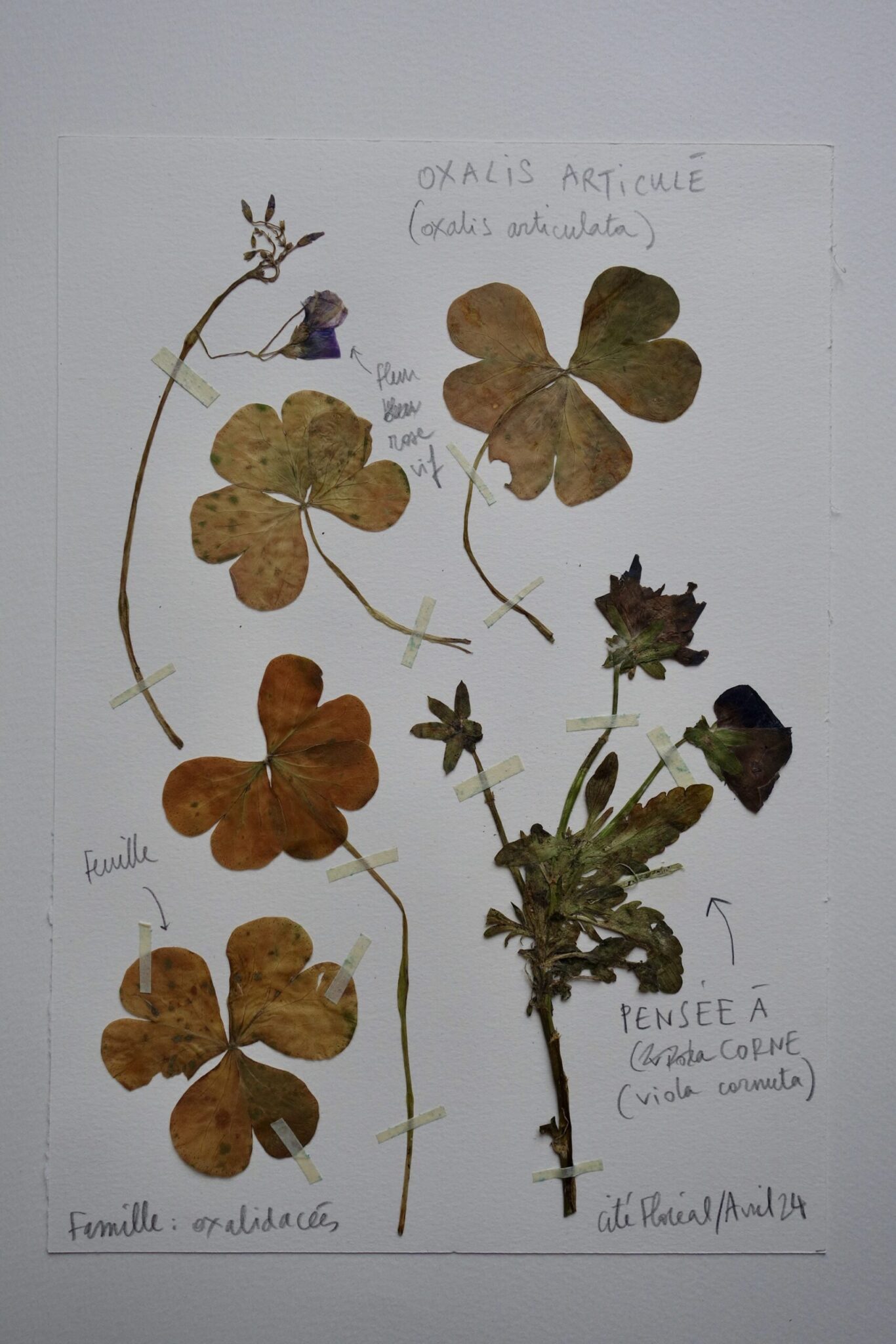 oxalis-articule-scaled.jpg