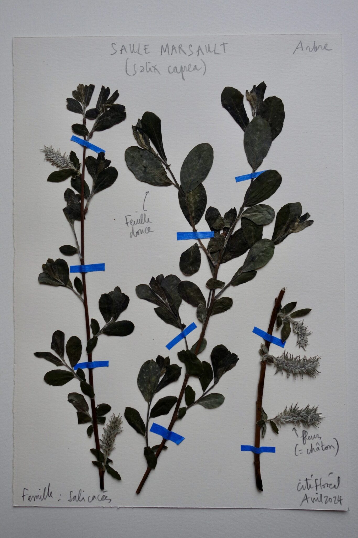 saule-marsault-scaled.jpg