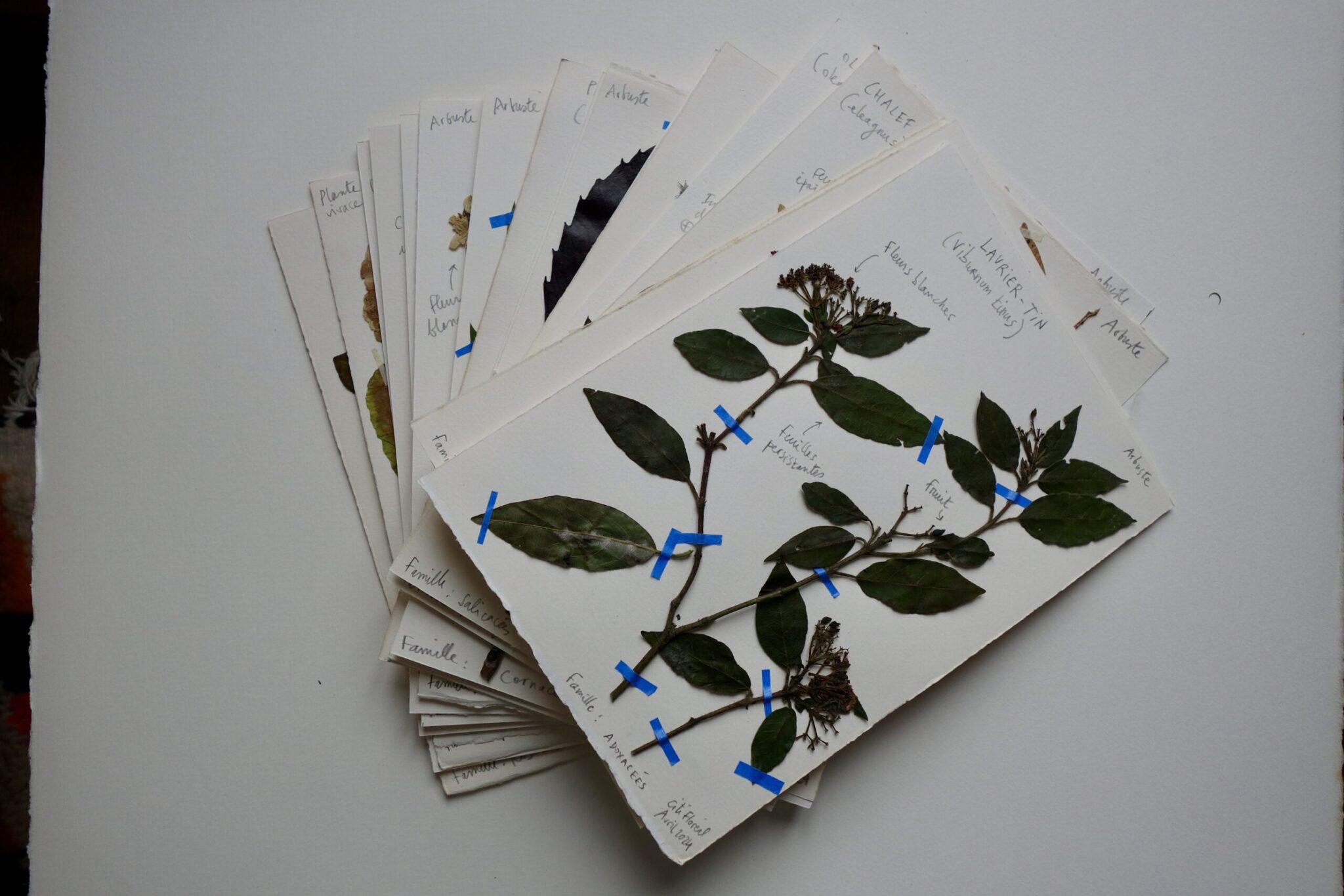 vue-densemble-planches-1-scaled.jpg